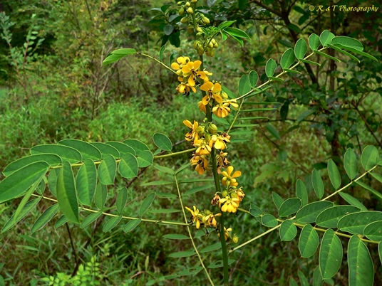 {Senna marilandica}